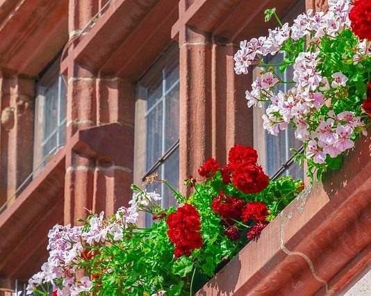 Wady i zalety Szczecina Wady i zalety Szczecina