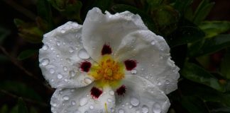 Czy czystek odmładza