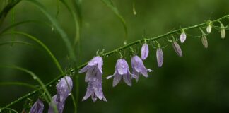 Ile płatków róż na ślub? Ile płatków róż na ślub?