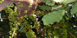 Po jakim czasie zarasta dziurka w uchu u dziecka? Po jakim czasie zarasta dziurka w uchu u dziecka?