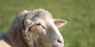 Czy owce muszą mieć kolczyki?