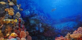 Czy koral i bracia koral to to samo?