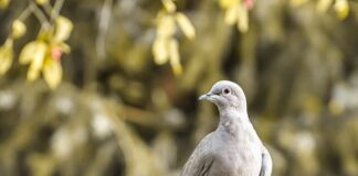 Co to jest kołnierzyk button down?