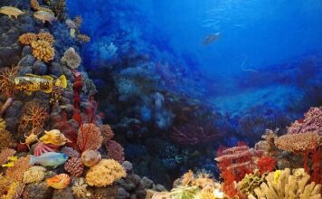 Czy Koral jest twardy? Czy Koral jest twardy?