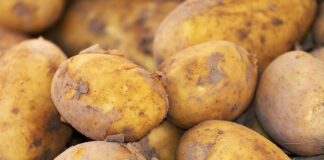 Co daje obrany ziemniak włożony do buta? Co daje obrany ziemniak włożony do buta?