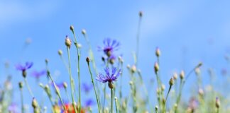 Dlaczego łapiemy się za guzik? Dlaczego łapiemy się za guzik?