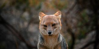 Jaki nosił kapelusz Zorro? Jaki nosił kapelusz Zorro?