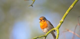 Co się śpiewa w kościele na ślubie? Co się śpiewa w kościele na ślubie?