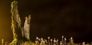 Jakie są rodzaje kopert?