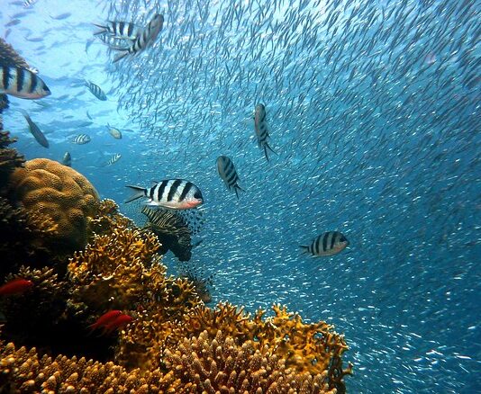 Jak szybko rośnie rafa koralowa? Jak szybko rośnie rafa koralowa?