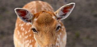 Które ucho przebić u mężczyzny?