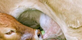 Czy smoczek jest potrzebny do szpitala? Czy smoczek jest potrzebny do szpitala?