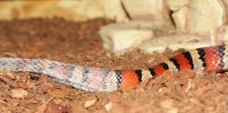 Z czym łączyć koszulę jeansową?