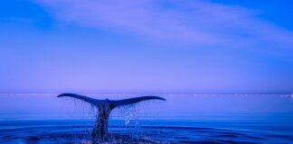 Jak samemu zrobić ogon kota? Jak samemu zrobić ogon kota?