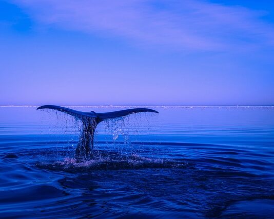 Jak samemu zrobić ogon kota? Jak samemu zrobić ogon kota?
