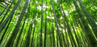 Czy włókno bambusowe jest zdrowe?