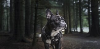 Jaka uprząż kupić? Jaka uprząż kupić?