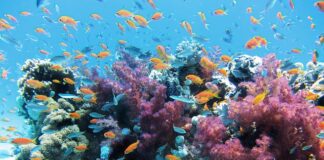 Czy koralowce czują ból? Czy koralowce czują ból?