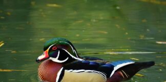 W czym śpicie chłopcy? W czym śpicie chłopcy?