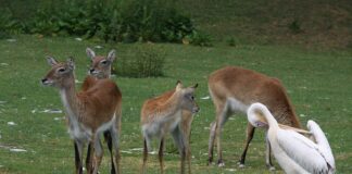 Co to znaczy od pachy do pachy?