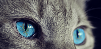 Do jakiego wieku rośnie głowa? Do jakiego wieku rośnie głowa?