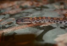 Dlaczego Snake Eyes jest niebezpieczne? Dlaczego Snake Eyes jest niebezpieczne?