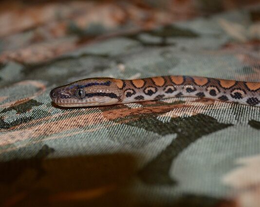 Dlaczego Snake Eyes jest niebezpieczne? Dlaczego Snake Eyes jest niebezpieczne?