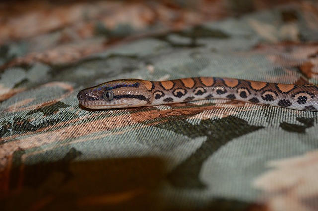 Dlaczego Snake Eyes jest niebezpieczne? Dlaczego Snake Eyes jest niebezpieczne?