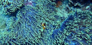 Jak wygląda kolor koralowy?