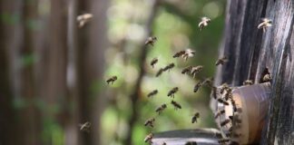 Jak przebrać dziecko za pszczołę? Jak przebrać dziecko za pszczołę?