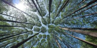 Z czego jest zrobiony daszek w czapce? Z czego jest zrobiony daszek w czapce?