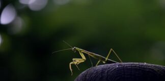 Co jest większe A4 czy A5?