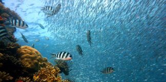 Jaka jest różnica między koralem a Koralowcem?