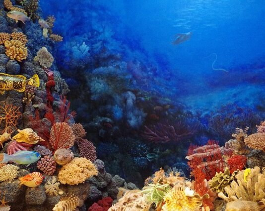 Co to jest koral naturalny?