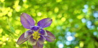 Czy czepek chroni uszy?