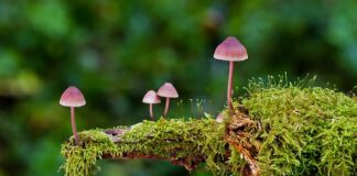 Jakie są rodzaje czapek?