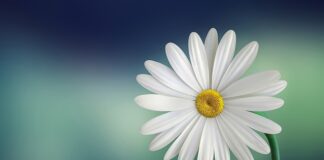 Czy Biała koszula jest elegancka? Czy Biała koszula jest elegancka?