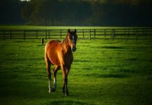 Czy można hodować świnie na własny użytek 2023?