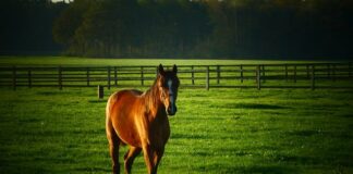 Czy można hodować świnie na własny użytek 2023?