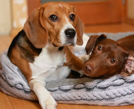 Co to rodzaj bigla? Co to rodzaj bigla?