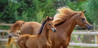 Jak nazywa się arabska chusta na głowę? Jak nazywa się arabska chusta na głowę?