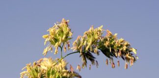 Czy można mieć uczulenie na kolczyki tytanowe? Czy można mieć uczulenie na kolczyki tytanowe?