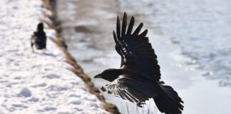 Co łączy kruka i sekretarzyk? Co łączy kruka i sekretarzyk?