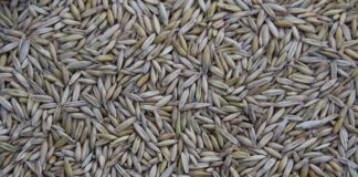 Czy Polo Ralph Lauren produkuje w Chinach?